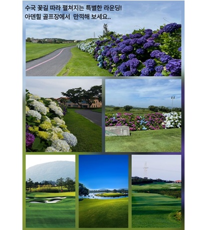 아덴힐 수국 이벤트
